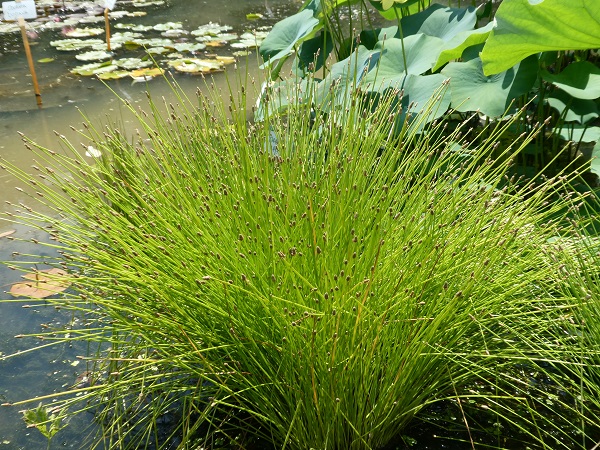 Eleocharis obtusa Eleocharis obtusa