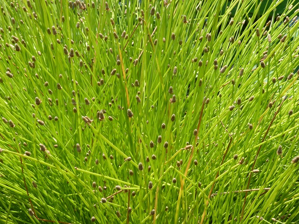 Eleocharis obtusa Eleocharis obtusa