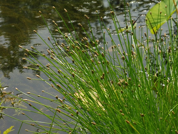 Eleocharis obtusa Eleocharis obtusa