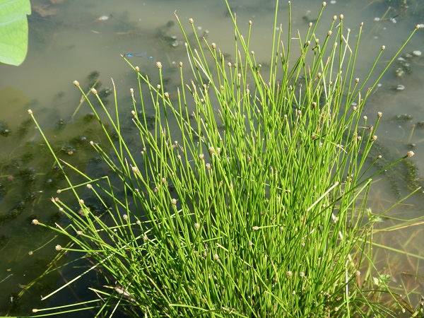 Eleocharis obtusa Eleocharis obtusa