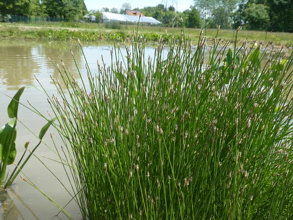 Eleocharis Palustris Eleocharis Palustris
