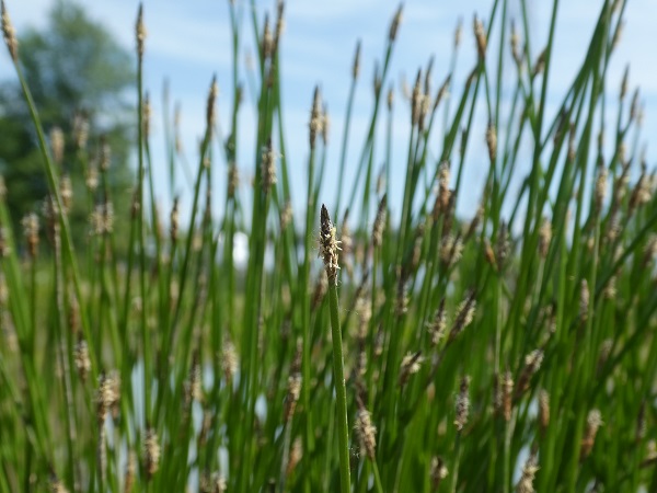 Eleocharis Palustris Eleocharis Palustris