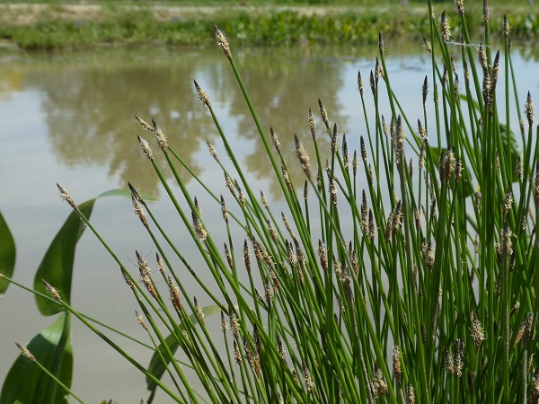 Eleocharis Palustris Eleocharis Palustris