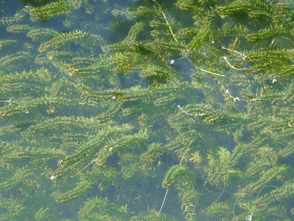 Elodea Canadensis Elodea Canadensis