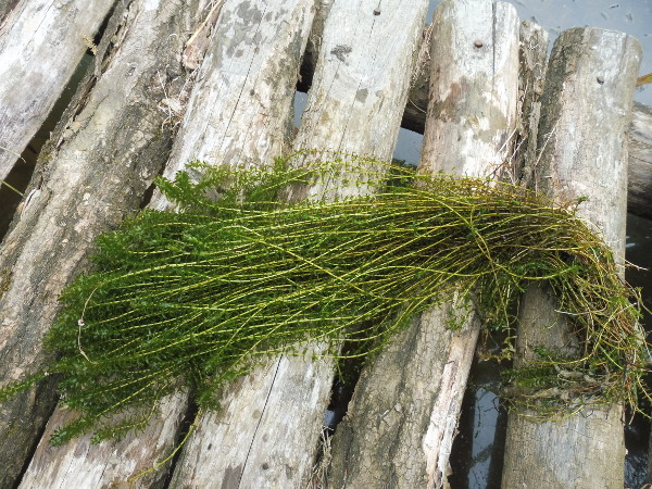 Elodea Canadensis Elodea Canadensis