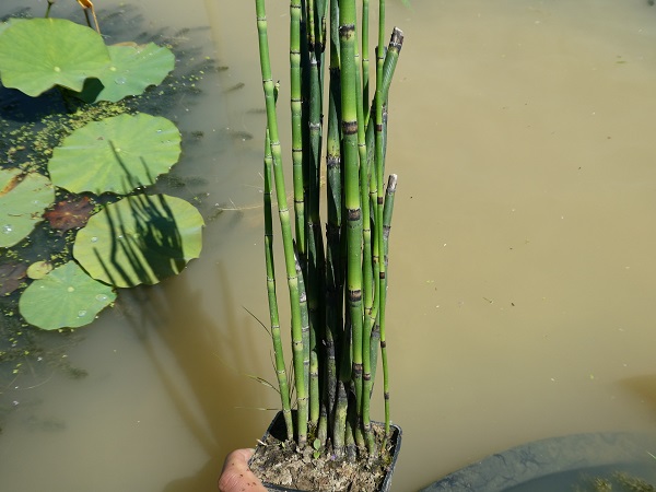 Equisetum hyemale Equisetum hyemale
