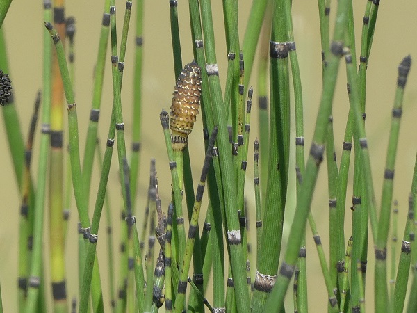 Equisetum hyemale Equisetum hyemale