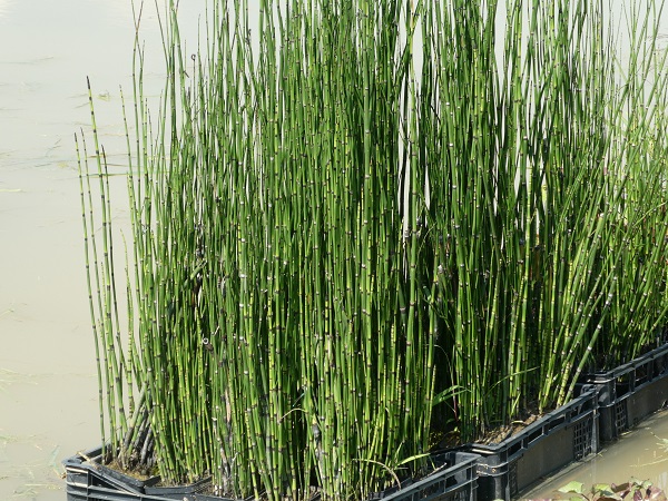 Equisetum hyemale Equisetum hyemale