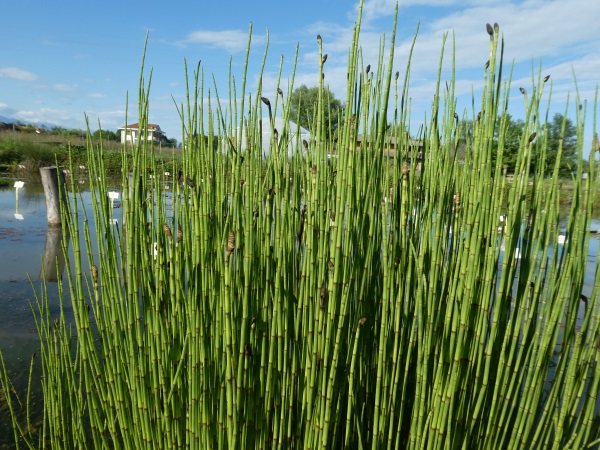Equisetum palustris Equisetum palustris