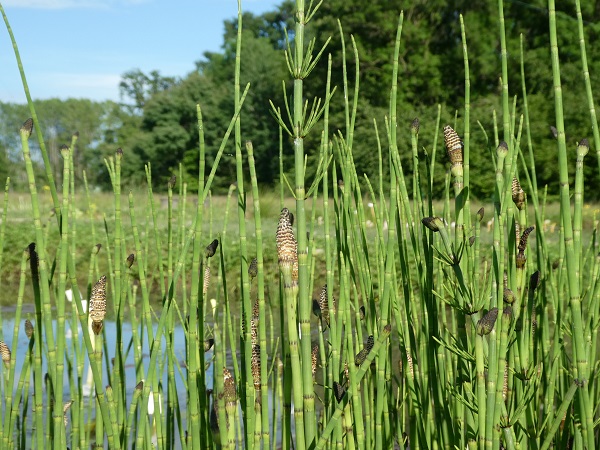 Equisetum palustris Equisetum palustris