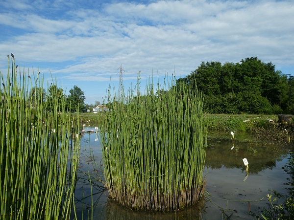Equisetum palustris Equisetum palustris