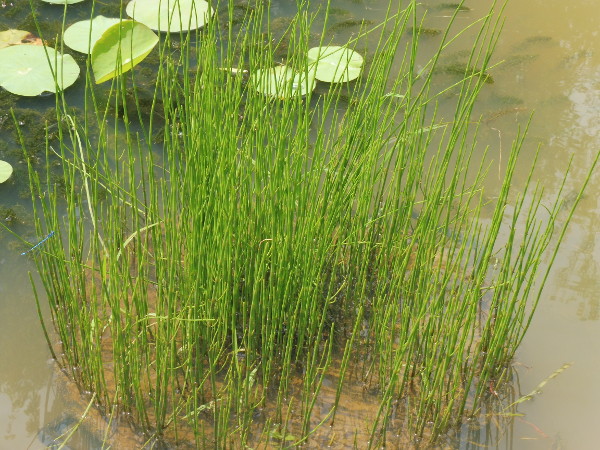 Equisetum palustris Gracilis Equisetum palustris Gracilis