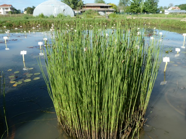 Equisetum Palustris Equisetum Palustris
