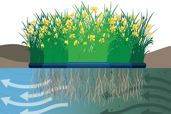Impianto di fitodepurazione flottante Impianto di fitodepurazione flottante
