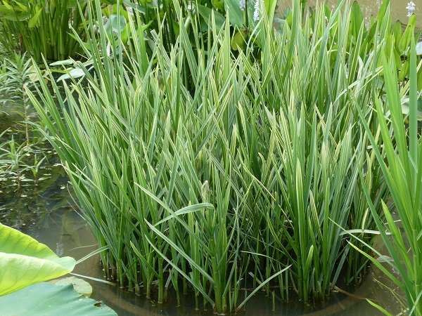 Glyceria maxima Variegata Glyceria maxima Variegata