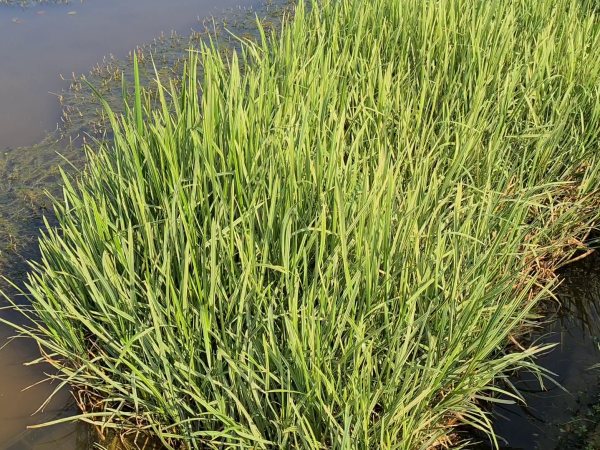 Glyceria maxima Variegata Glyceria maxima Variegata