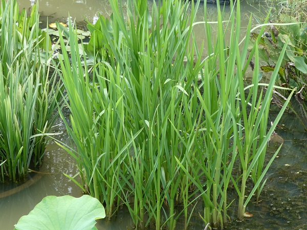 Glyceria maxima Glyceria maxima