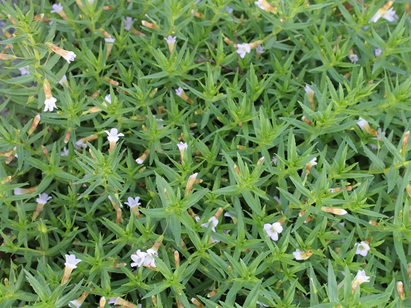 Gratiola officinalis Gratiola officinalis
