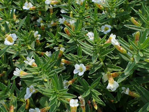 Gratiola officinalis Gratiola officinalis