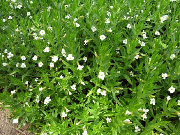 Gratiola officinalis Gratiola officinalis