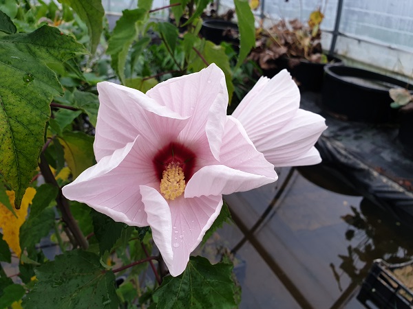 Hibiscus moscheutos Hibiscus moscheutos