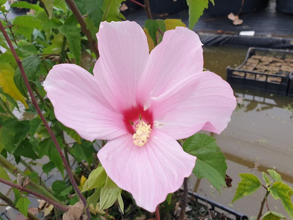Hibiscus moscheutos Hibiscus moscheutos
