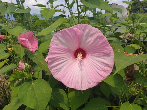 Hibiscus moscheutos Disco Belle Hibiscus moscheutos Disco Belle