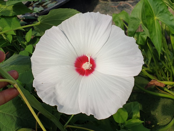 Hibiscus moscheutos Disco Belle Hibiscus moscheutos Disco Belle