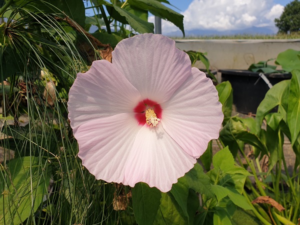 Hibiscus moscheutos Disco Belle Hibiscus moscheutos Disco Belle