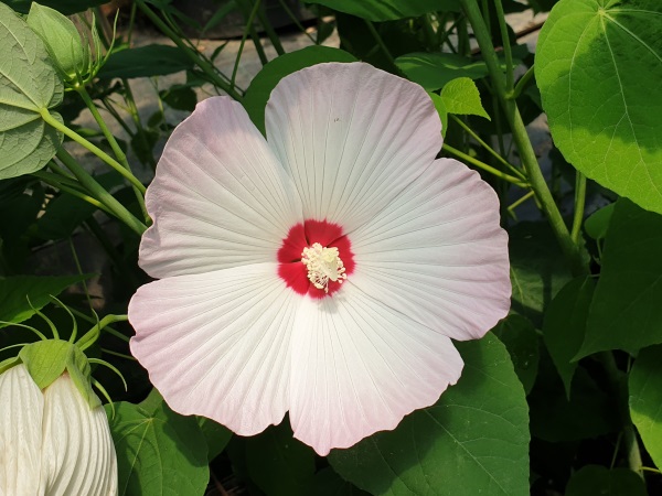 Piante Acquatiche - Hibiscus moscheutos 'Disco Belle'