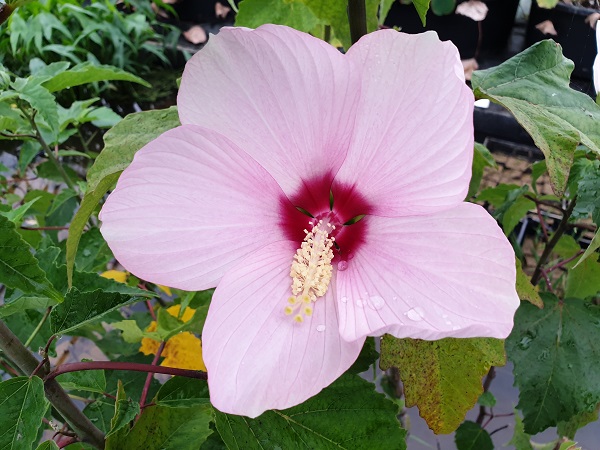 Hibiscus moscheutos Hibiscus moscheutos