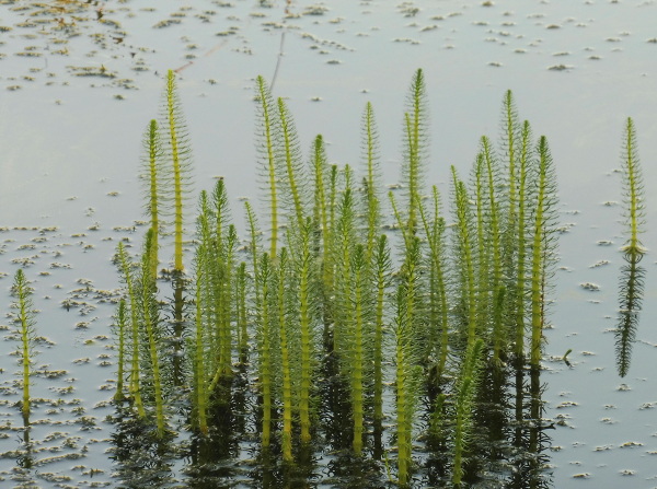 Hippuris vulgaris Hippuris vulgaris