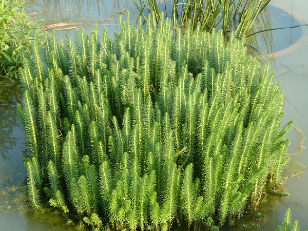 Hippuris vulgaris Hippuris vulgaris