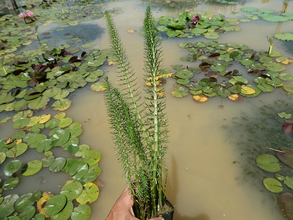Hippuris vulgaris Hippuris vulgaris