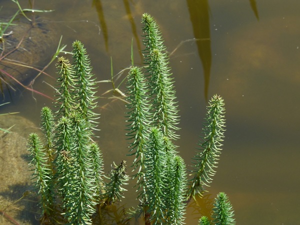 Hippuris vulgaris Hippuris vulgaris
