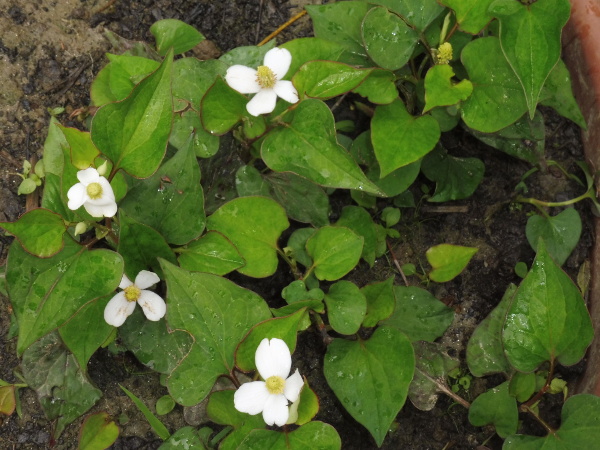Houttuynia Cordata Houttuynia Cordata