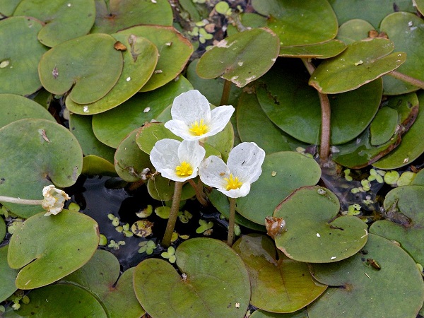 Hydrocharis morsus-ranae Hydrocharis morsus-ranae