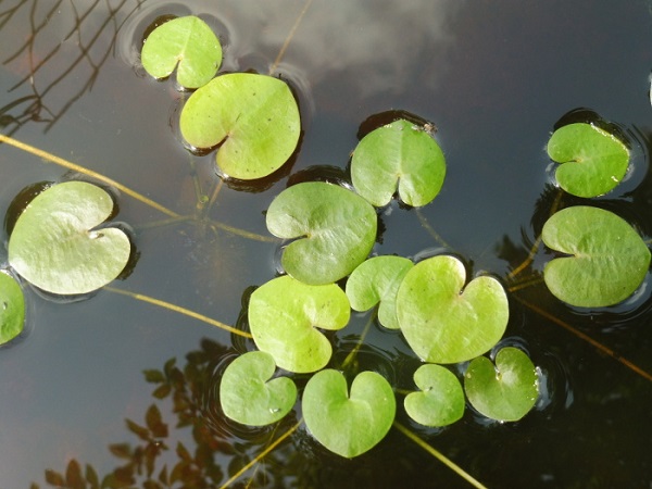 Hydrocharis morsus-ranae Hydrocharis morsus-ranae