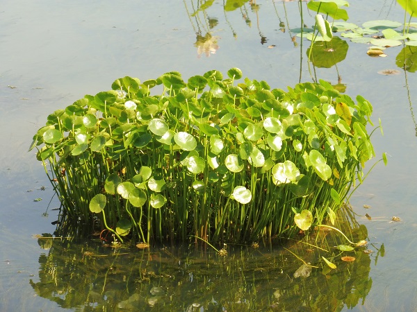 Hydrocotyle Bonariensis Hydrocotyle Bonariensis