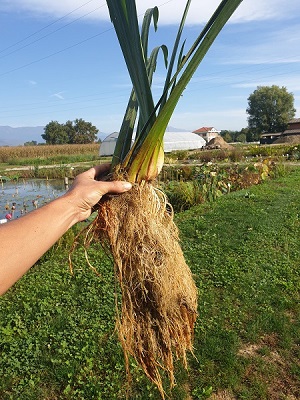 Iris pseudacorus radici Iris pseudacorus radici