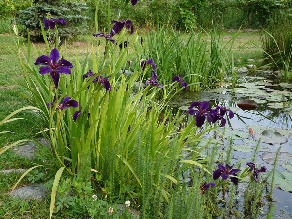 Iris louisiana Black Gamecock Iris louisiana Black Gamecock