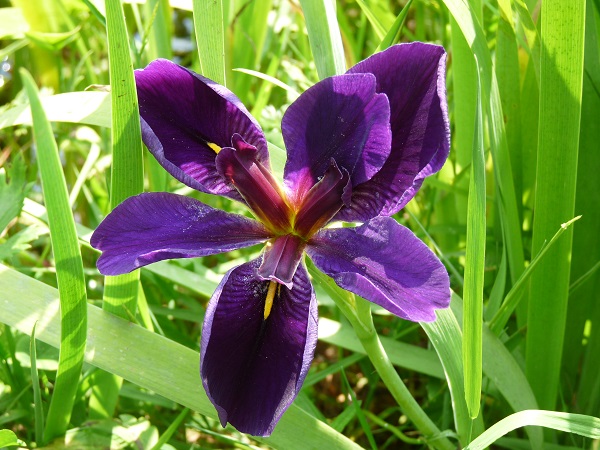 Iris louisiana Black Gamecock Iris louisiana Black Gamecock