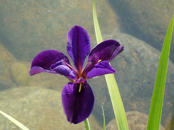 Iris louisiana Black Gamecock Iris louisiana Black Gamecock