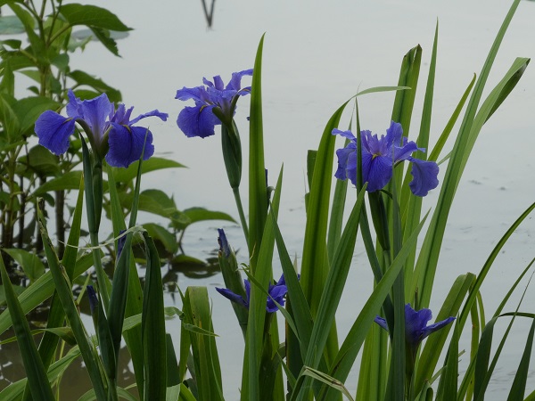 Iris louisiana Blue Iris louisiana Blue