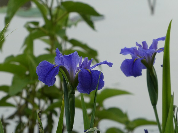 Iris louisiana Blue Iris louisiana Blue