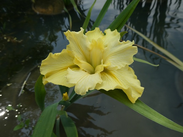 Iris louisiana Dossier Iris louisiana Dossier