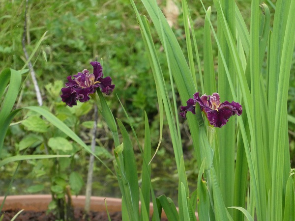 Iris louisiana Garnet Storm Dancer Iris louisiana Garnet Storm Dancer