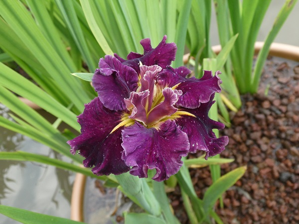 Iris louisiana Garnet Storm Dancer Iris louisiana Garnet Storm Dancer