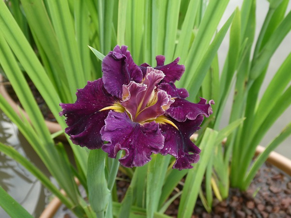 Iris louisiana Garnet Storm Dancer Iris louisiana Garnet Storm Dancer