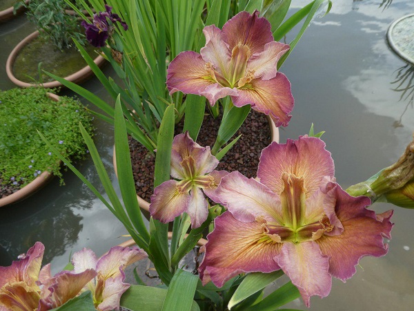 Iris Louisiana La Stupenda Iris Louisiana La Stupenda